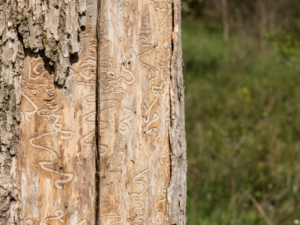 Understanding the Emerald Ash Borer: From Identification to Action